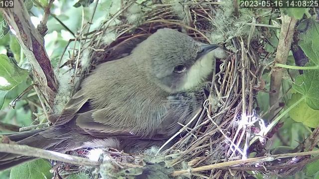 #онлайн_трансляция из гнезда славки-завирушки. День 16 мая 2023 года. город Калуга смотреть онлайн