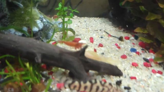 feeding the banjo catfish's смотреть онлайн