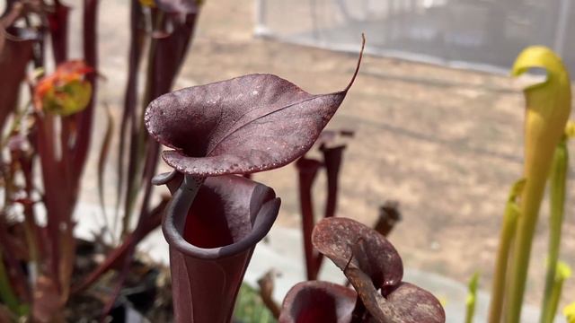 #329 Venta extraordinaria Julio 2021 | Plantas carnivoras | Carniplant смотреть онлайн