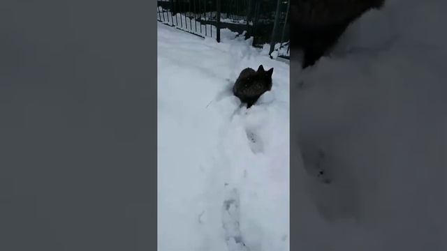 2часть Чернобурый Лис-Вук (ручной) смотреть онлайн