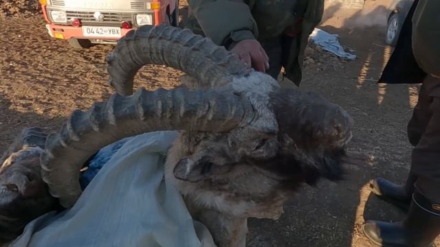 Осман не лезет в лунку!!! Ачит-Нуур рыбалка в Монголии 2 часть смотреть онлайн