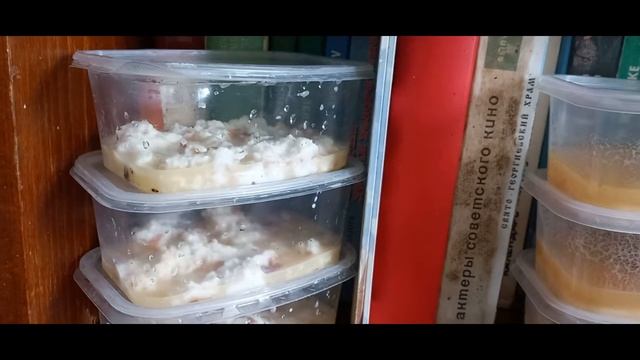 Нематода уксусная угрица - стартовый корм для мальков аквариумных рыб смотреть онлайн