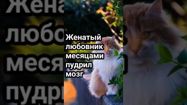 Врал что больная жена, а выяснилось... #жизненныеистории #историялюбви #историиизжизни смотреть онлайн