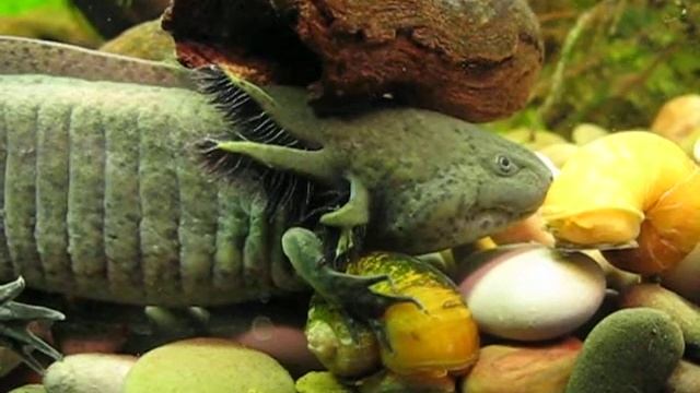 Аксолотль в поисках еды смотреть онлайн