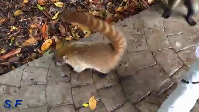 Прикольные Животные Мексики, Coati смотреть онлайн
