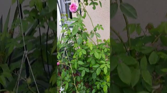 Роза-лиана смотреть онлайн