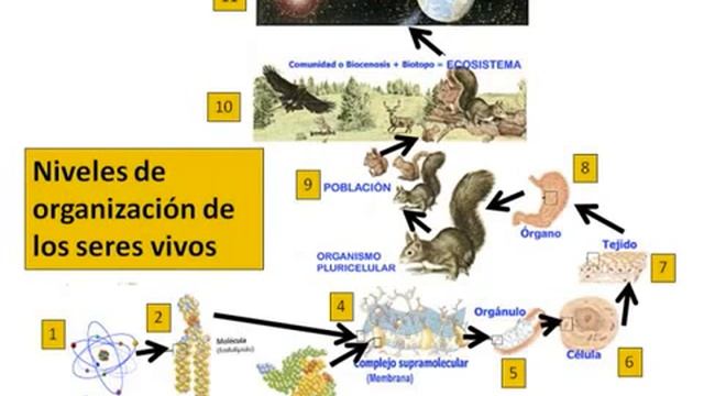 Niveles de organizacion de los seres vivos 360p смотреть онлайн