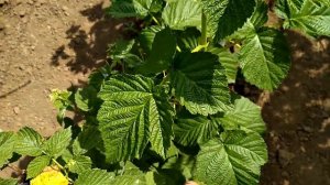 Желтая малина Золотые Купола