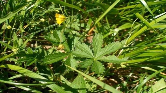 Para Que Sirve La Tormentilla Propiedades Curativas (Potentilla erecta L) смотреть онлайн
