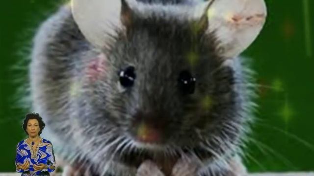 кошельковая мышь к достатку в доме ! как избавиться от мышей смотреть онлайн