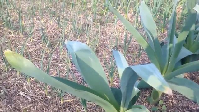 Выращивания чеснока / Тонкости выращивания крупноплодного озимого чеснока / Зубок 250-400 грамм смотреть онлайн