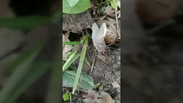 Улитки и слизни