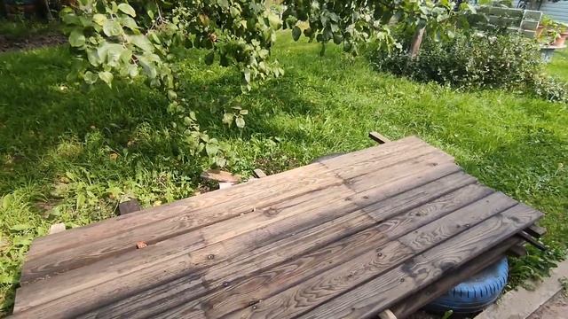 Косим траву на участке . Срезали мяту под корень . Наводим порядок в саду и огороде . 19 августа смотреть онлайн