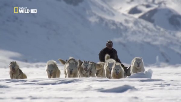 Wild Canada. At the edge of the ice