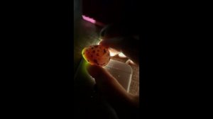 Инкубация перепелов с магазинных яиц