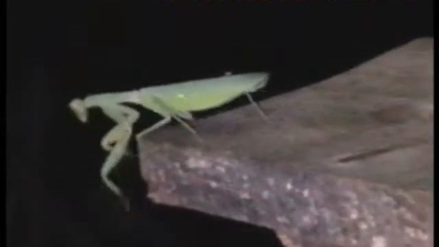 База отдыха «Турприют Вымпел» Крым Алушта