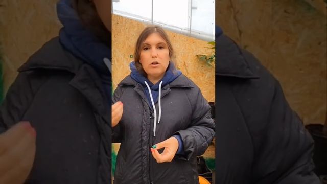 скрученные листья на пионе что делать? смотреть онлайн