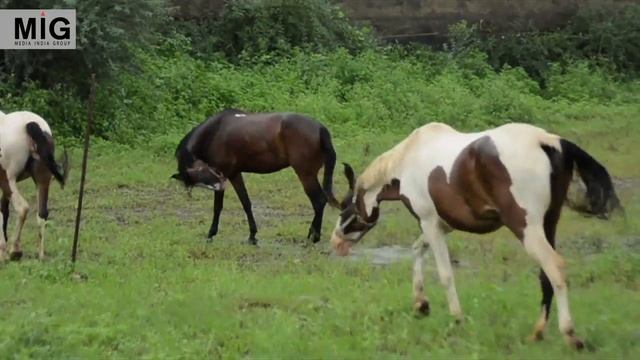 The Marwari Horses In Udaipur