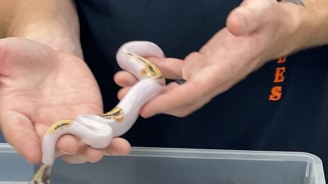 Episode 42: Ball python projects with Dan of Monroe Morphs- part 1 смотреть онлайн