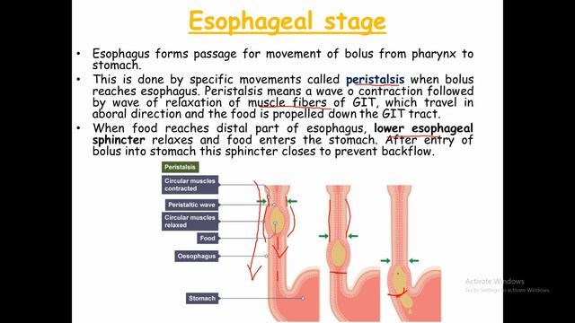 Oral to Aboral Movements of GIT | Gastrointestinal or Alimentary Tract Motility смотреть онлайн