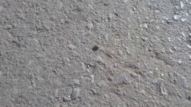 Хитрый Колорадский жук смотреть онлайн