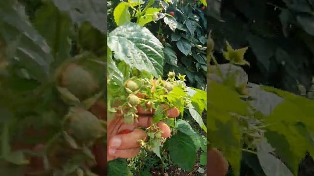 Маравила обзор на 1 сентября 2021 года. смотреть онлайн