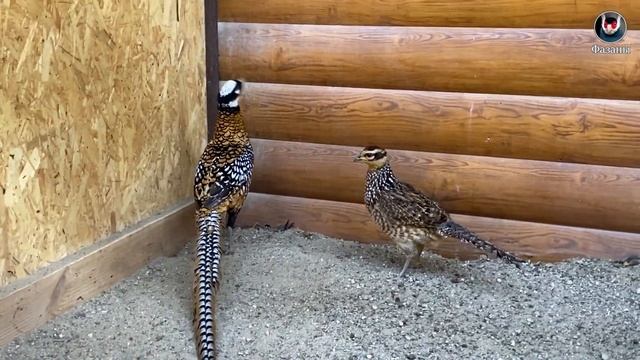 Фазаны. Продаю фазанов. смотреть онлайн