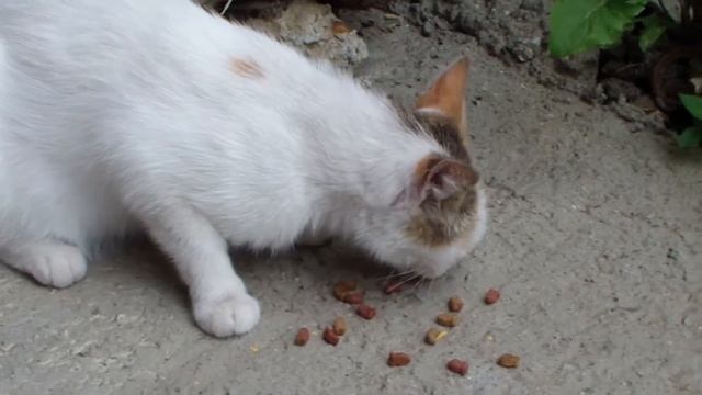 Белая кошка ест. Я кормлю кису. White feral cat eats. смотреть онлайн