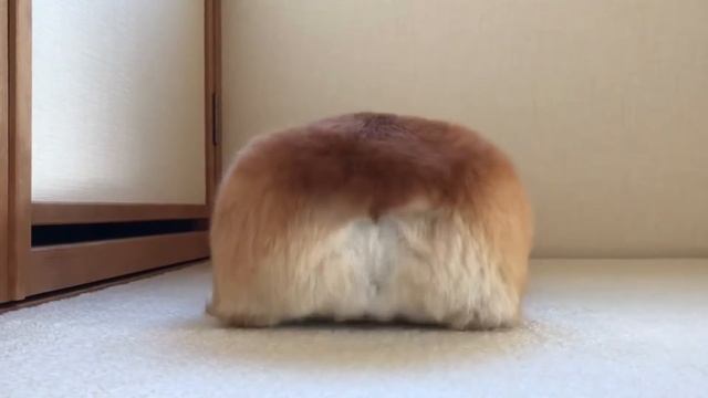 Corgi hops смотреть онлайн
