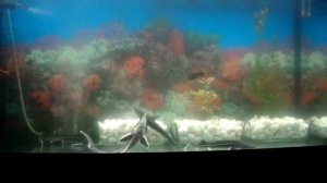 Стерлядь в аквариуме.