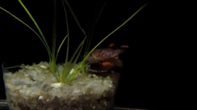 Копія відео "Нерест Афиосемион гарднера Fundulopanchax gardneri" смотреть онлайн