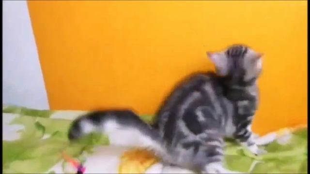 Элитная расписная красавица Клэсси! Британская кошечка с удивительно редким окрасом! смотреть онлайн