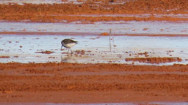 Чернозобик (Calidris alpina) смотреть онлайн