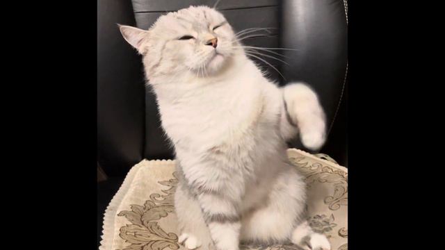 Кот на задних лапах смотреть онлайн