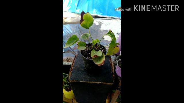 Anthurium Plant caring Tips смотреть онлайн