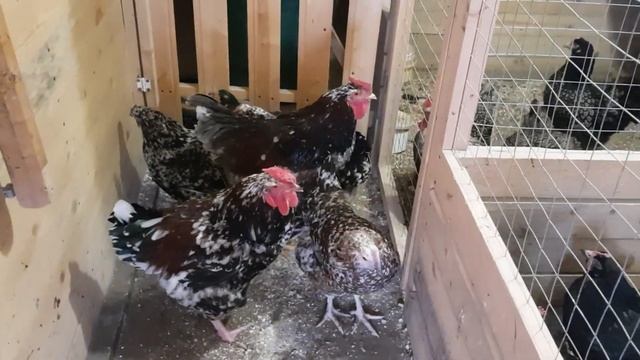 Ливенские,Мараны,Барневельдер. смотреть онлайн