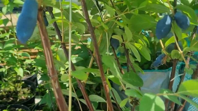 Жимолость Мамонтёнок смотреть онлайн