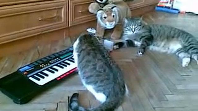 2009 06 07 Кошки на синтезаторе 3 смотреть онлайн