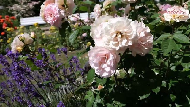 'Mathias Claudius Rose' - Różany Klejnot W Ogrodzie.