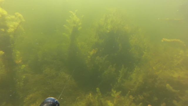 Четкий выстрел в карася смотреть онлайн