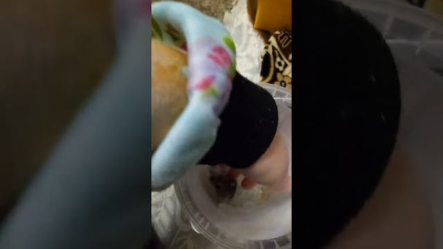 Хомяк. Имя_?!!! смотреть онлайн