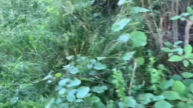 ВЛОГ Спокойствие! Только спокойствие! Проверяем лайфхак 29 июня 2020 г.