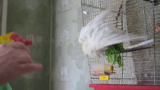 Купание попугая смотреть онлайн