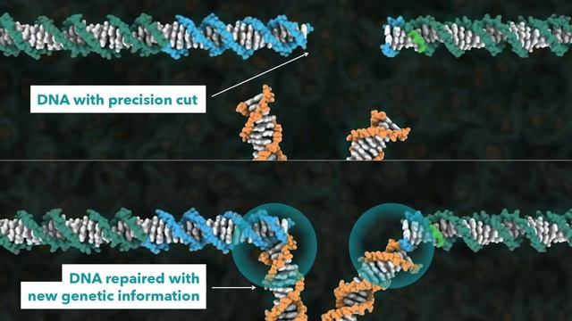 How CRISPR Lets Us Edit Our DNA | Jennifer Doudna