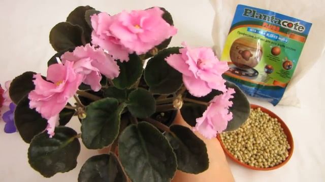 Осмокот (Osmocote) / Плантакот (Plantacote). Удобрение длительного действия. Первый опыт применения смотреть онлайн