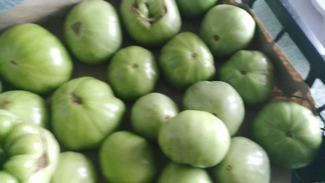 Деревенские ? БУДНИ. Огородные ПЕЧАЛЬКИ?Гниёт ЧЕСНОК. ТОМАТЫ ?заболели. Фитофтора или Кладоспориоз? смотреть онлайн