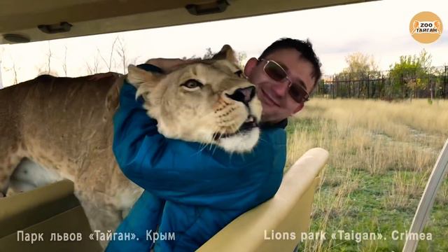 Неповторимая львица Лола! Тайган. The unique lioness Lola! Taigan. смотреть онлайн