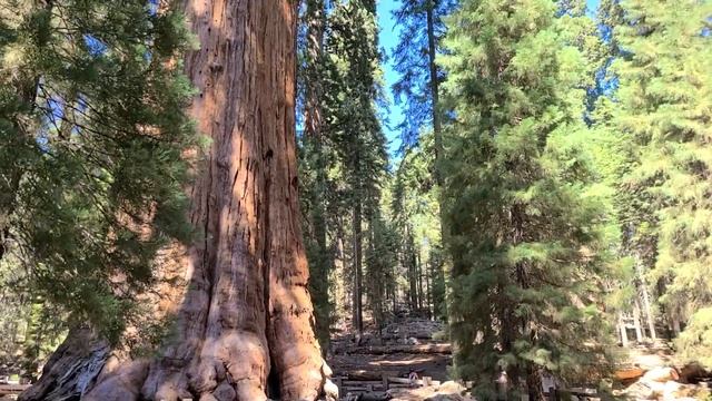 Секвойя Генерал Шерман самое высокое дерево в мире. смотреть онлайн