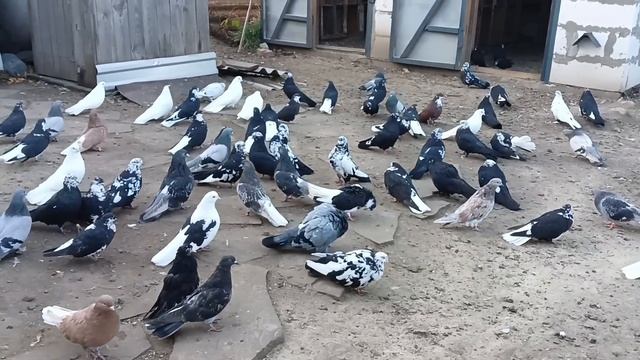 О хороших голубях, в частности о Роме Донецком... смотреть онлайн