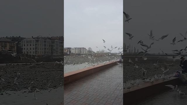 Кормление чаек, забавно смотреть онлайн